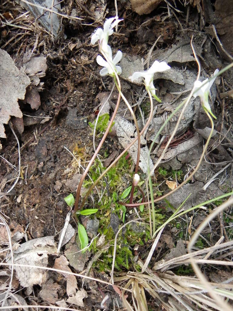 Image of Pinguicula parvifolia Robinson