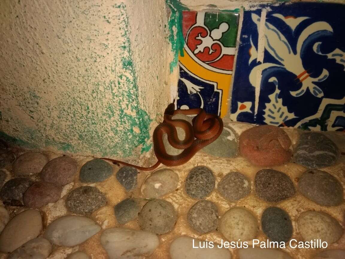 Image of Crowned Graceful Brown Snake