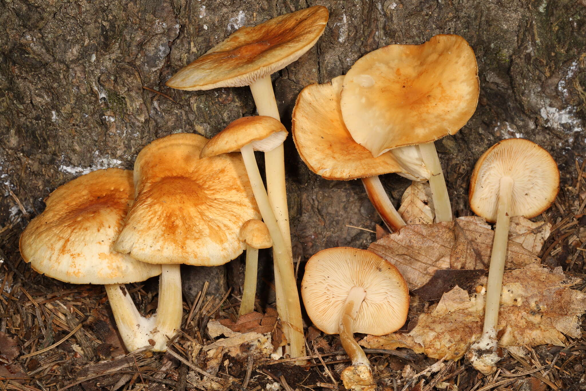 Image of Marasmius strictipes (Peck) Singer 1943