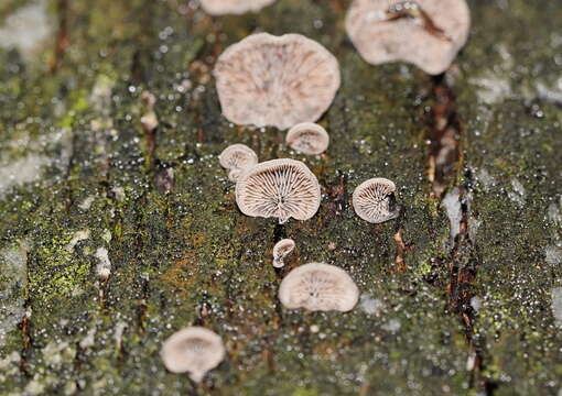 Resupinatus cinerascens (Cleland) Grgur. 1997 resmi