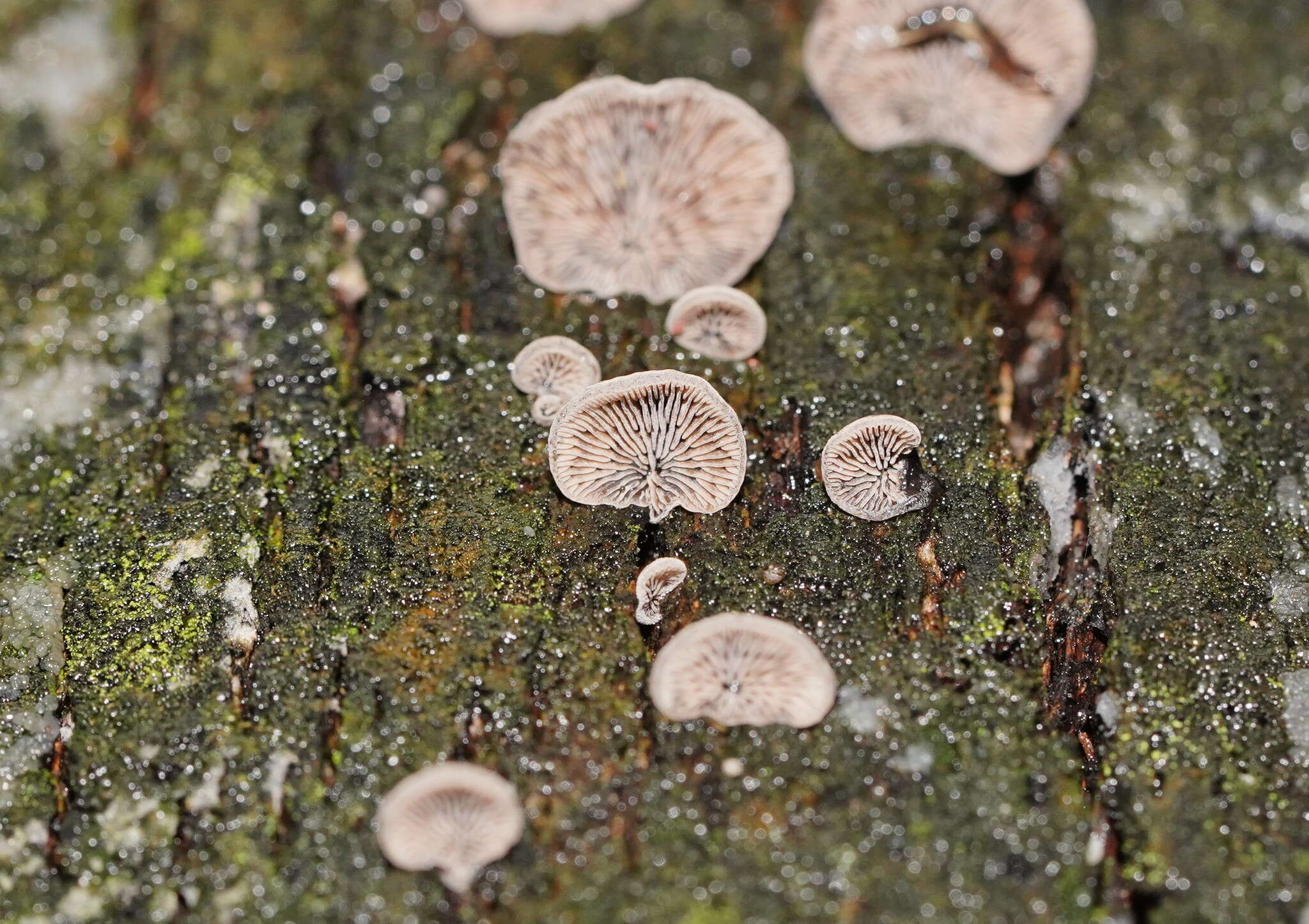 Image of Resupinatus cinerascens (Cleland) Grgur. 1997