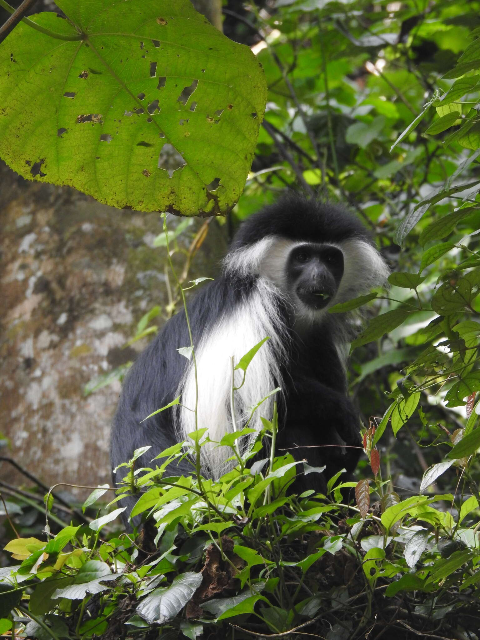 Image of Colobus angolensis palliatus Peters 1868