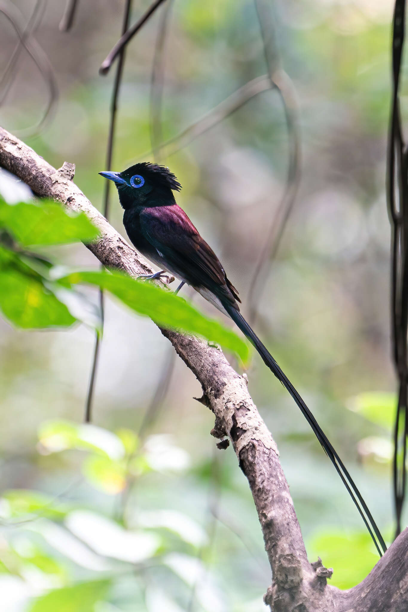 Image of Japanese Paradise Flycatcher