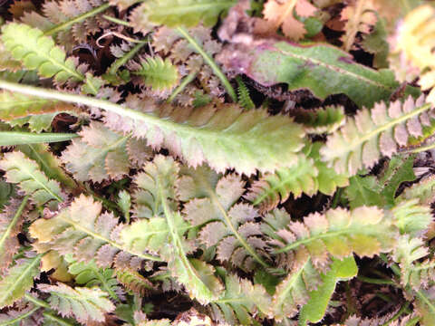 Image of Leptinella traillii (Kirk) D. G. Lloyd & C. J. Webb