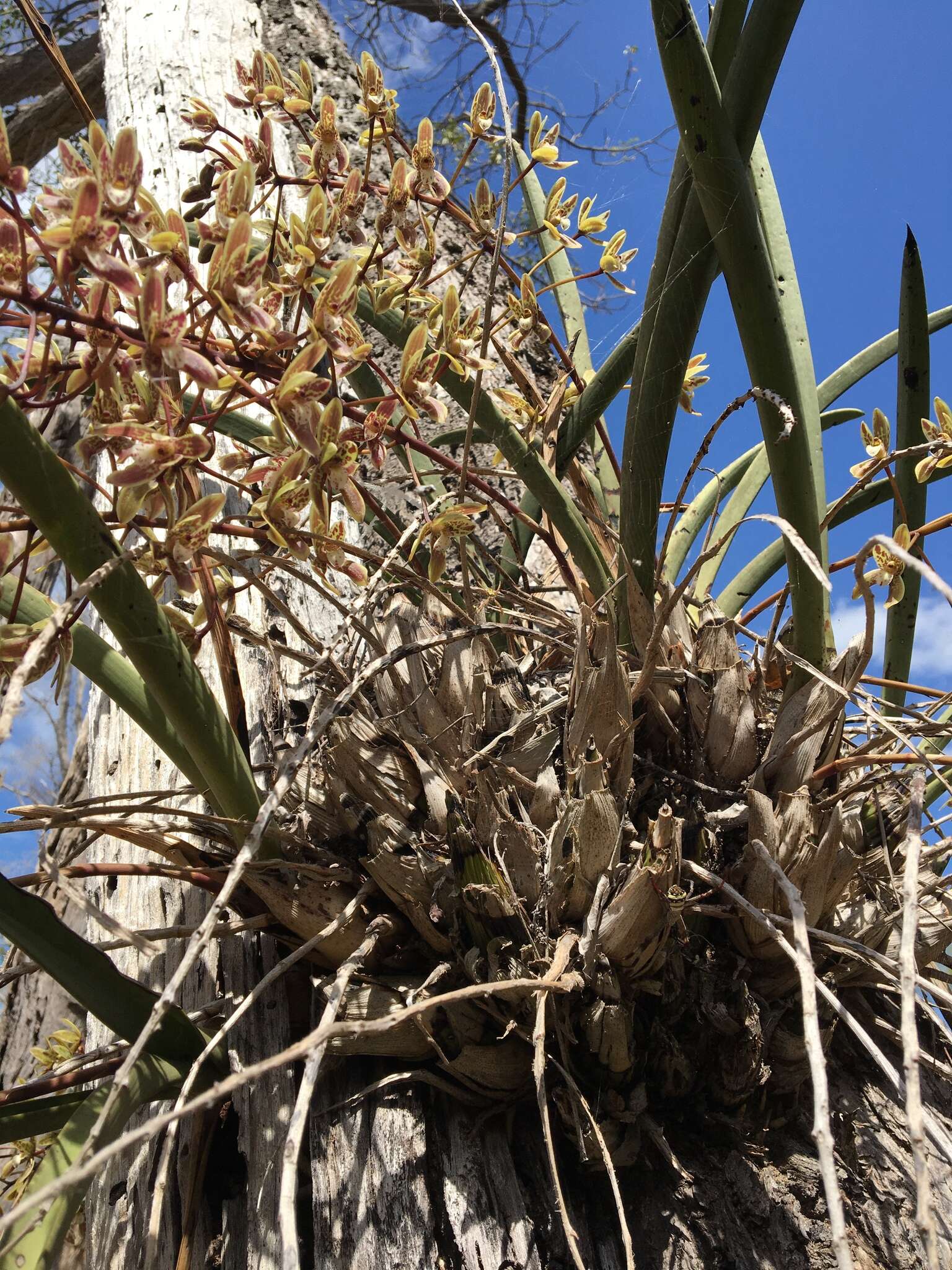 黑珍珠兰的圖片