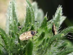 Image of Lace bug