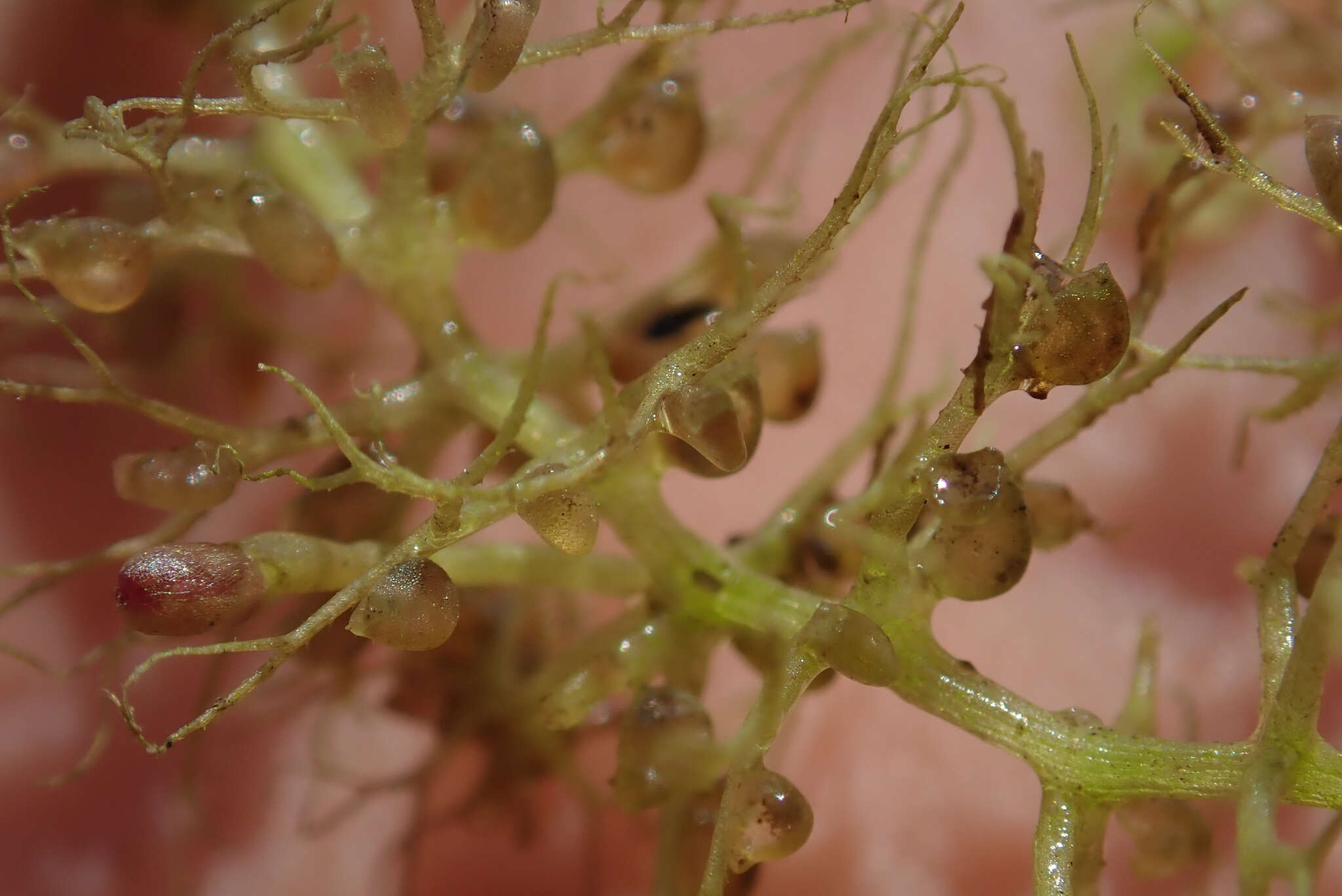 صورة Utricularia raynalii P. Taylor