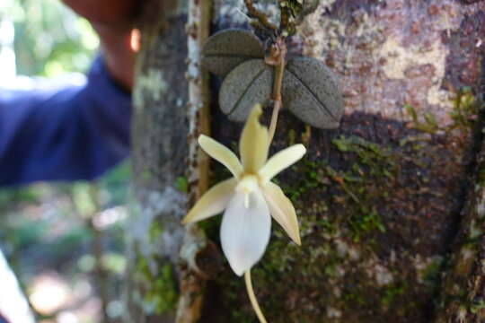 Aerangis punctata J. Stewart的圖片