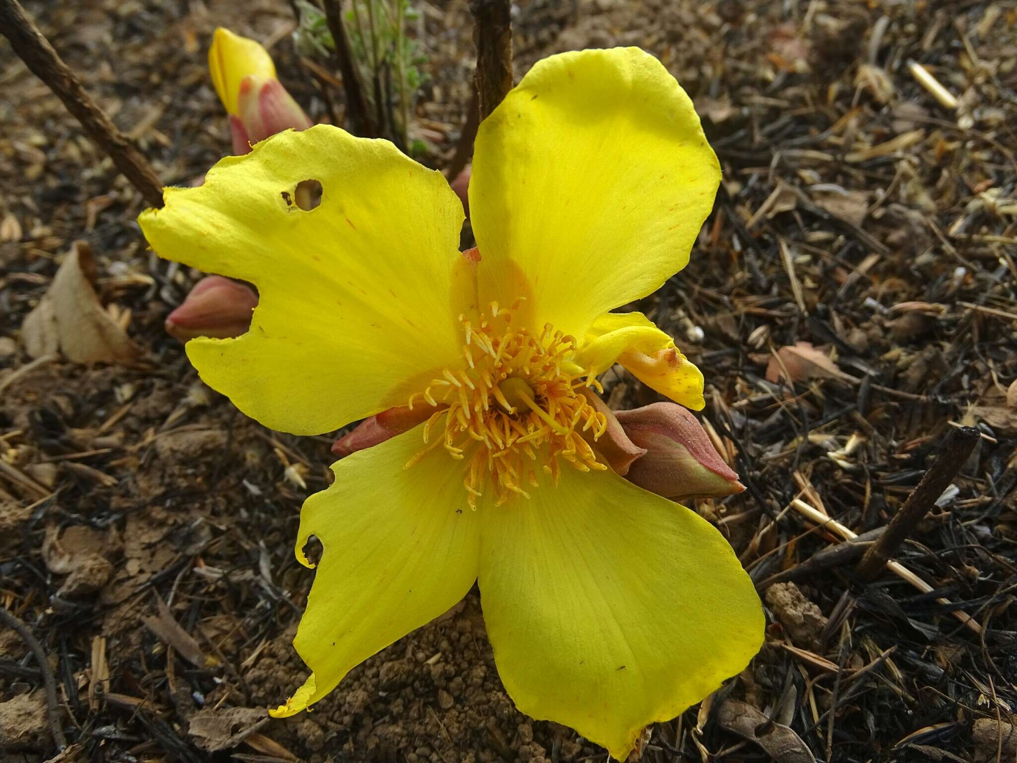 Imagem de Cochlospermum tinctorium Perr. ex A. Rich.