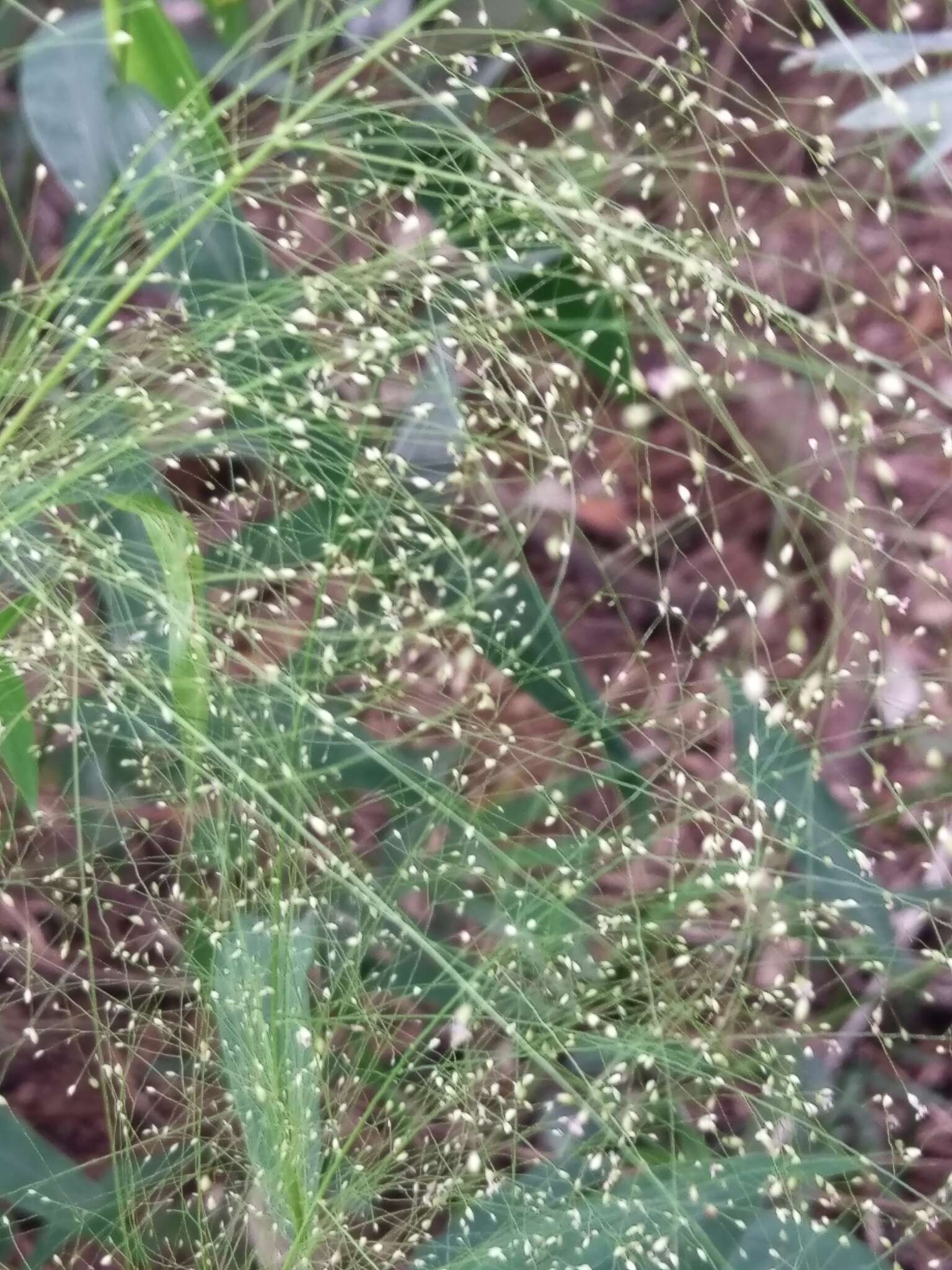 Plancia ëd Cyrtococcum patens var. latifolium (Honda) Ohwi