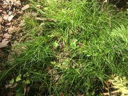 Image of softleaf sedge