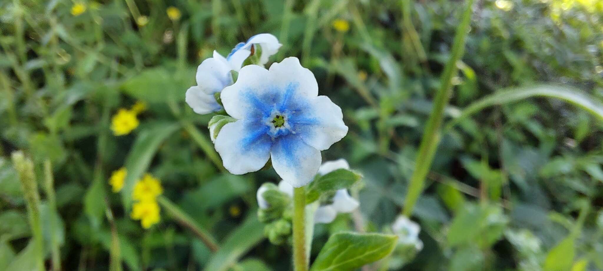 Image of Cynoglossum coelestinum Lindl.