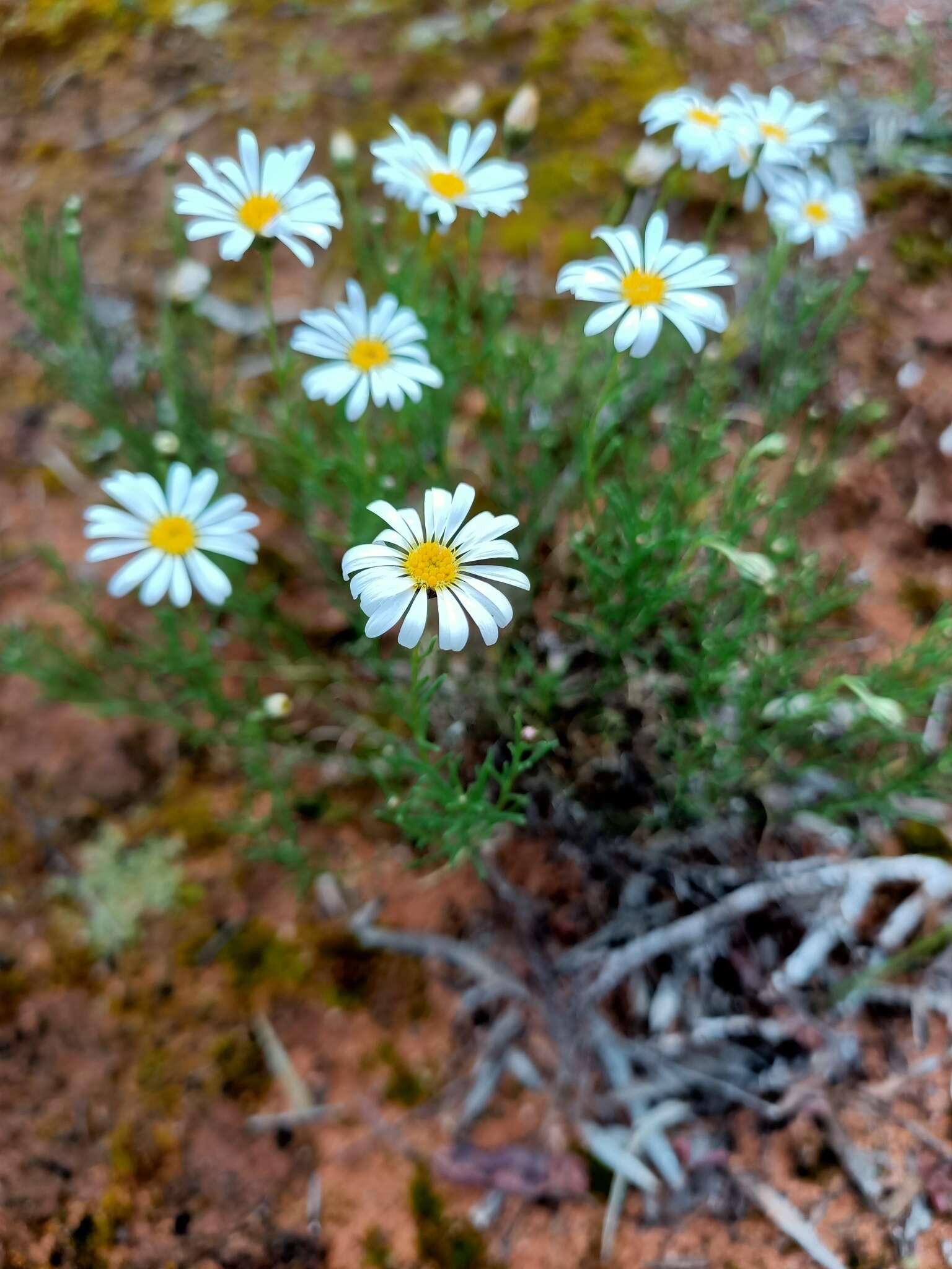 Image of Brachyscome paludicola P. S. Short