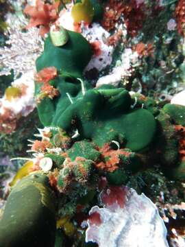 Image of Codium ritteri