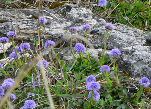 Image of Globularia bisnagarica L.