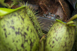 Image of Bornean Chorus Frog