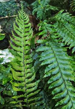 Sivun Hymenasplenium pubirhizoma (Ching & Z. Y. Liu) K. W. Xu & Li Bing Zhang kuva