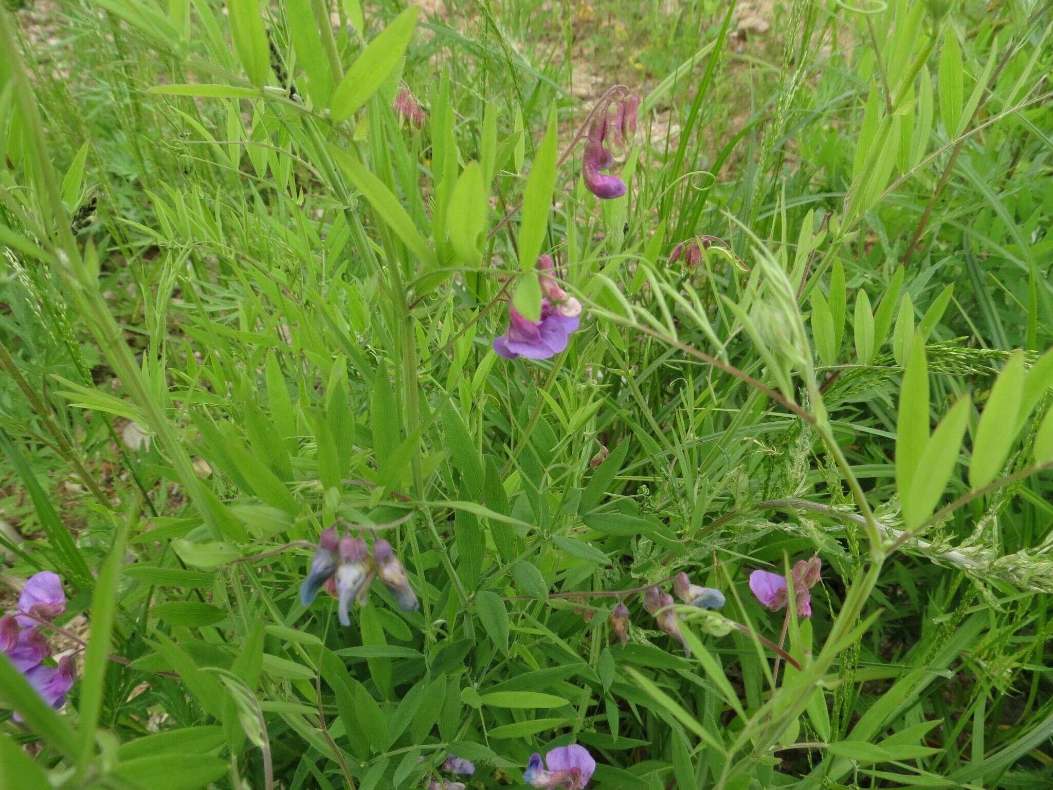 Imagem de Lathyrus palustris subsp. pilosus (Cham.) Hulten