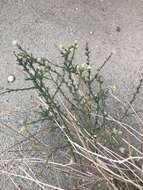 Image of shortleaf baccharis