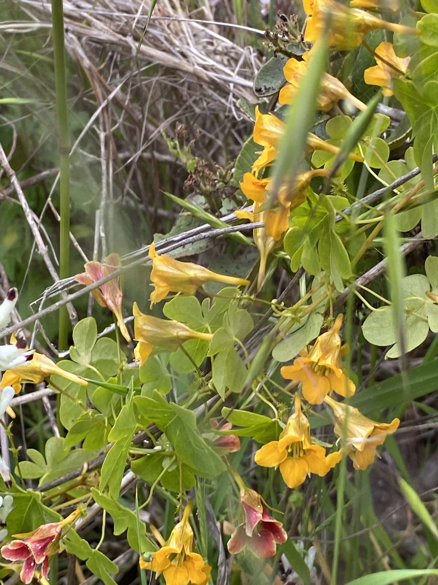 Image of Tropaeolum ciliatum Ruiz & Pav.