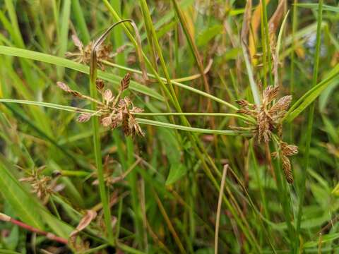 Image of Umbrella Flat Sedge