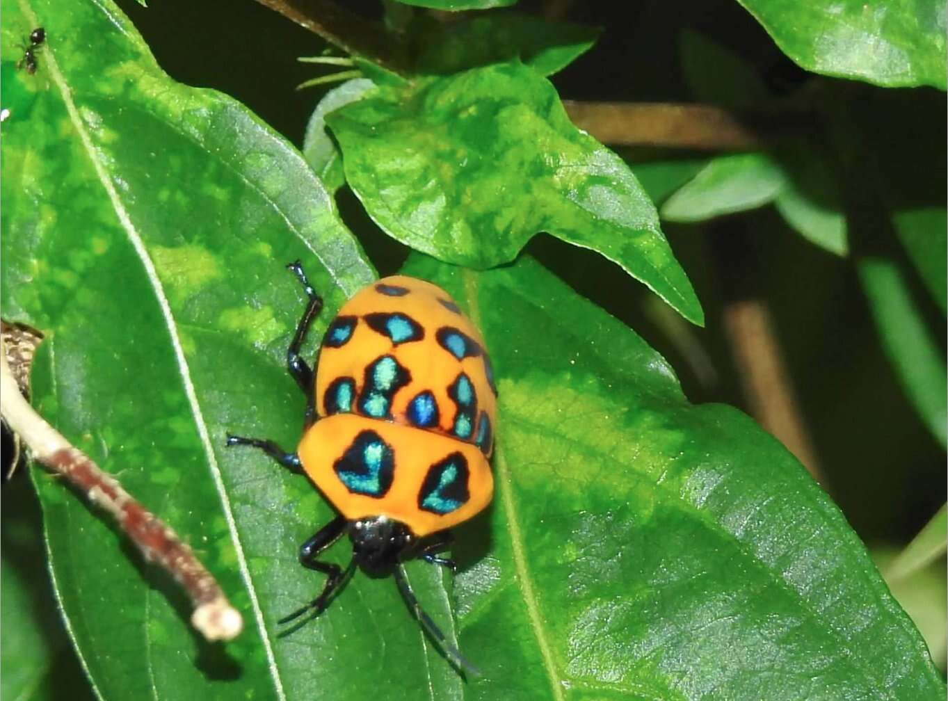 Слика од <i>Poecilocoris druraei</i>