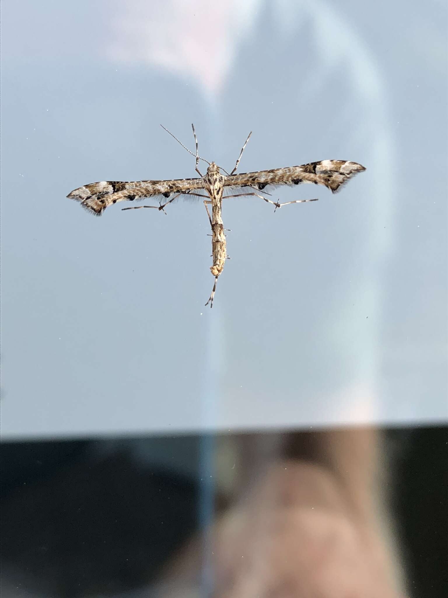 Image of Geranium Plume Moth