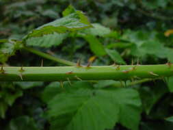 Image of Rubus pruinosus Arrhenius