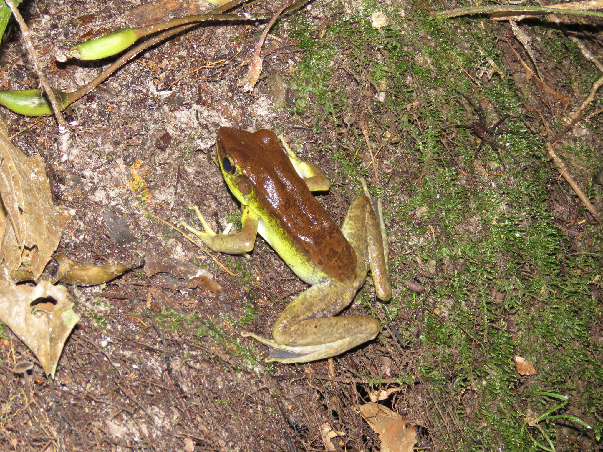 Image of Amnirana lepus (Andersson 1903)