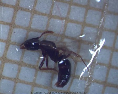 Image of <i>Hypoponera opaciceps</i> (Mayr 1887)