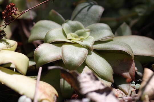 Image of Crassula orbicularis L.