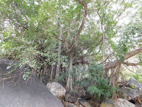 Ficus cotinifolia Kunth的圖片