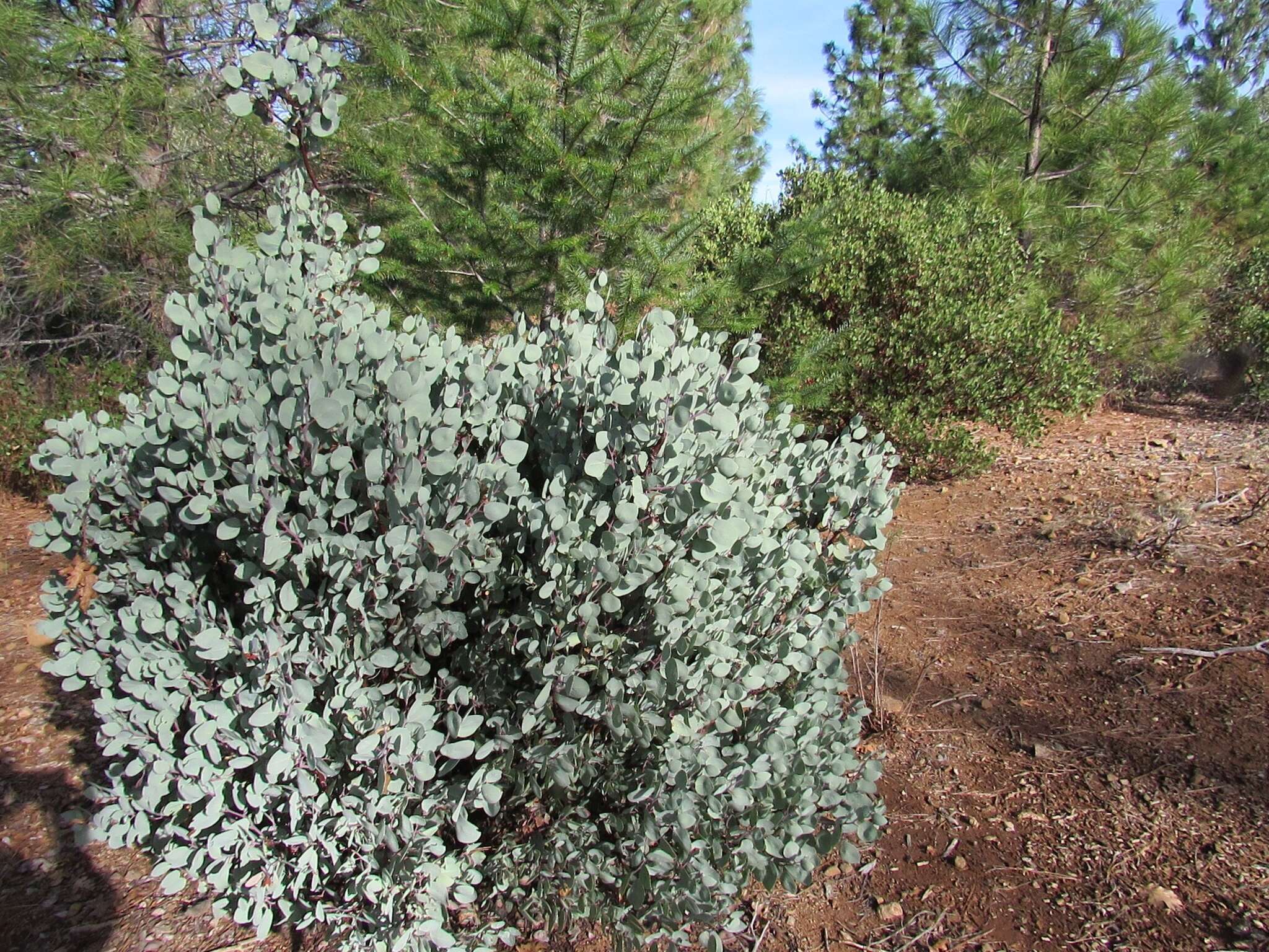 Arctostaphylos viscida subsp. viscida resmi