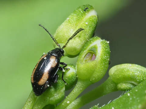 Image of Striped flea beetle