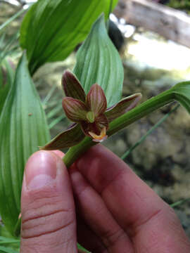 Image of Stream orchid