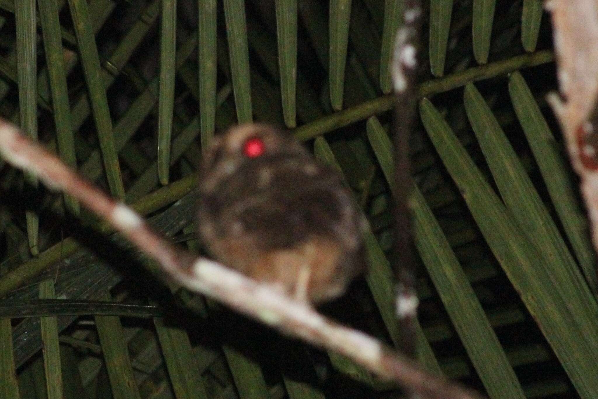 Image of Rufescent Screech Owl