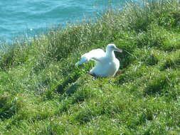 Image of Royal Albatross