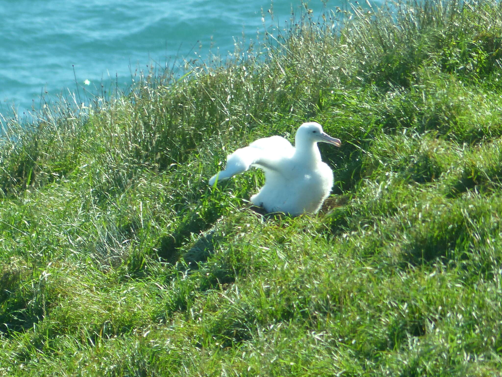 Image of Royal Albatross