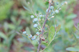 Image of Confederate huckleberry