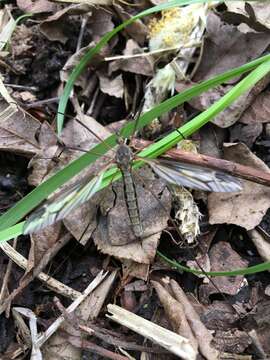 Tipula (Acutipula) vittata Meigen 1804的圖片