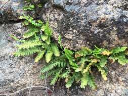 Sivun Polypodium saximontanum Windham kuva