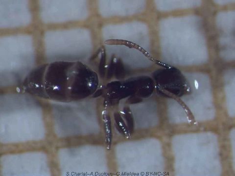 Image of Technomyrmex