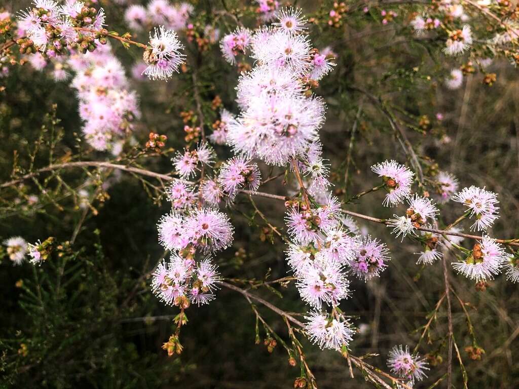 صورة Kunzea opposita F. Müll.