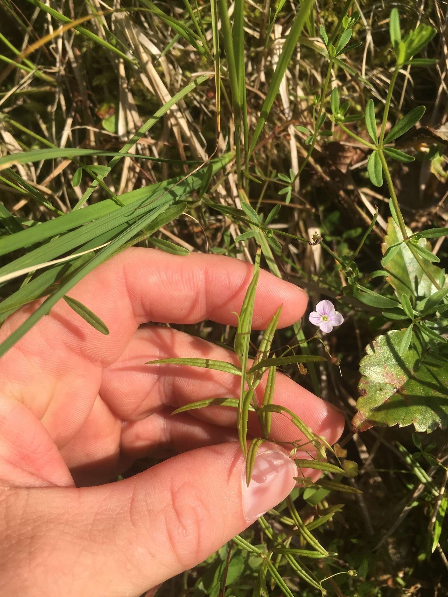 Image of Marsh Speedwell