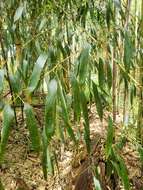 Image of sulphur bamboo