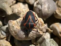 Image of Perillus strigipes (Herrich-Schaeffer 1853)