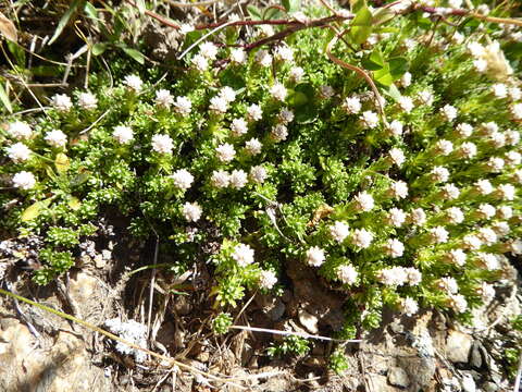 Image of Raoulia subsericea Hook. fil.