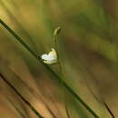 Image of Utricularia appendiculata A. Bruce