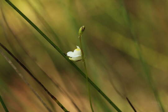 Image de Utricularia appendiculata A. Bruce