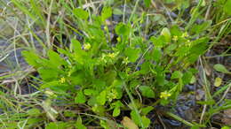 Image de Ranunculus bonariensis Poir.